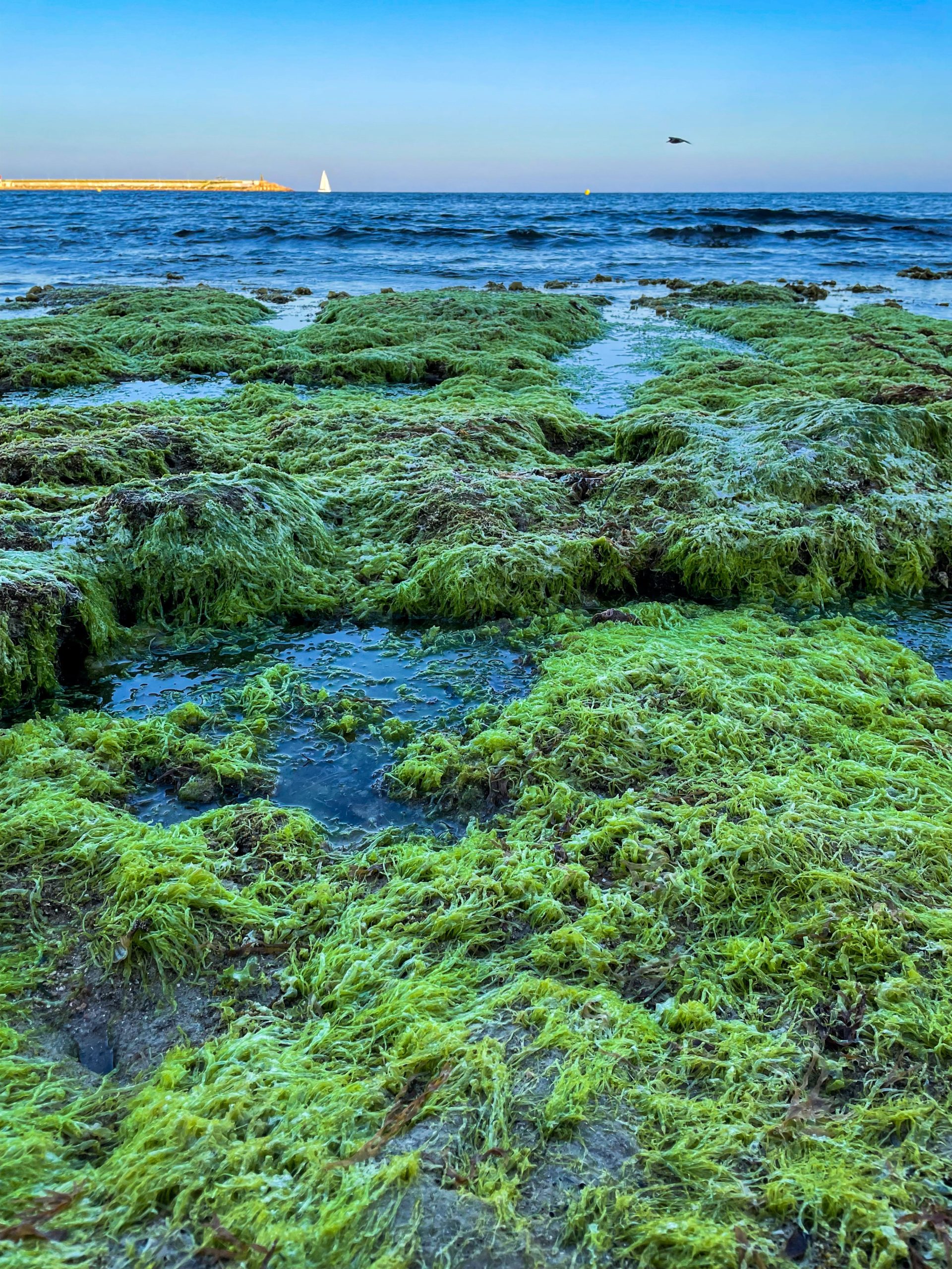 La bio-énergie par les algues